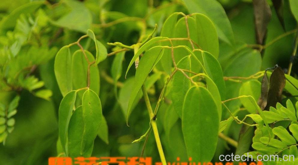 果蔬百科甘草的功效和作用-0