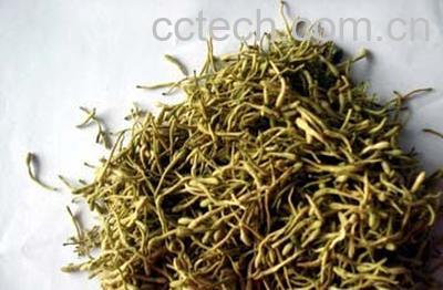 果蔬百科甘草的功效与作用一-0