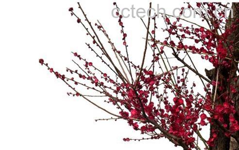 果蔬百科腊梅花怎么养 腊梅花功效和图片-0