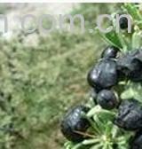 果蔬百科黑枸杞泡水喝的功效和步骤-0