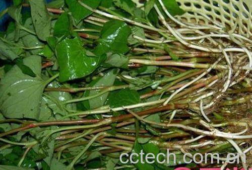 果蔬百科白头翁-0