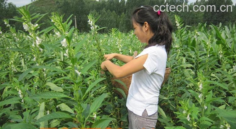 果蔬百科零陵香-0