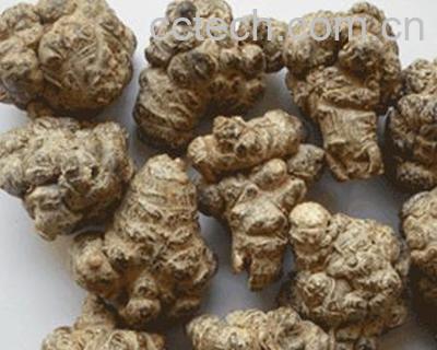 果蔬百科茺蔚子的功效与作用-0