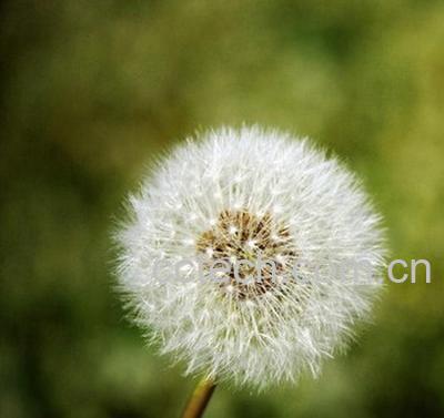 果蔬百科蒲公英-0