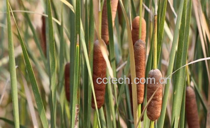 果蔬百科蒲黄的功效与作用-0