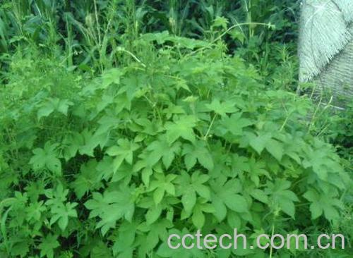 果蔬百科生蒲黄-0