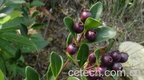 果蔬百科乌饭子-0