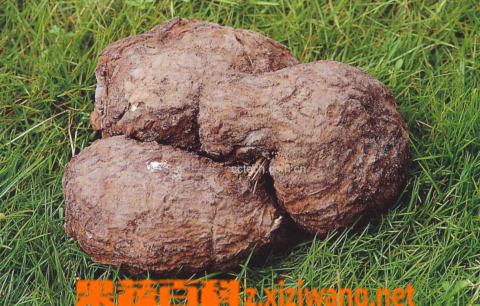 果蔬百科茯苓的作用-0