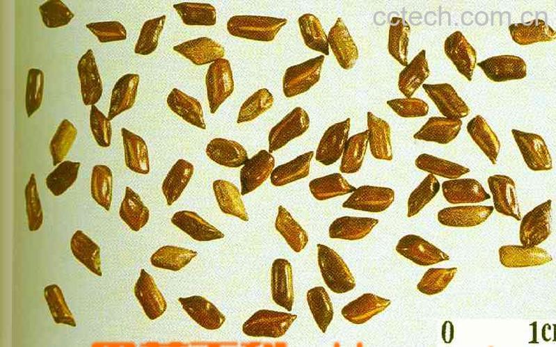 果蔬百科决明子的功效-0