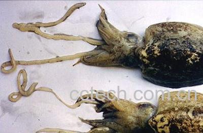 果蔬百科乌贼骨的功效与作用-0