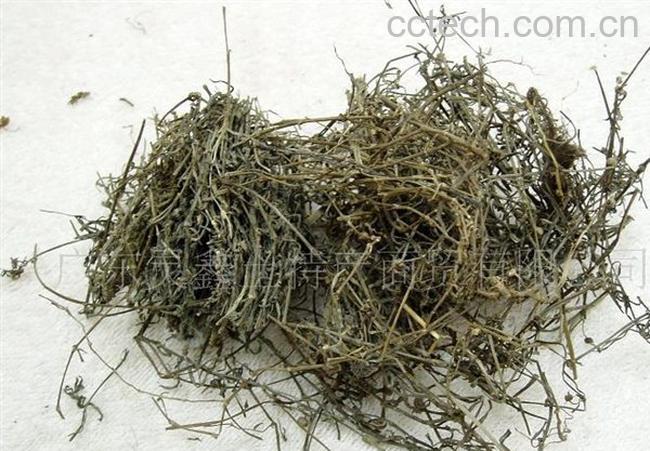 果蔬百科白花蛇草-0