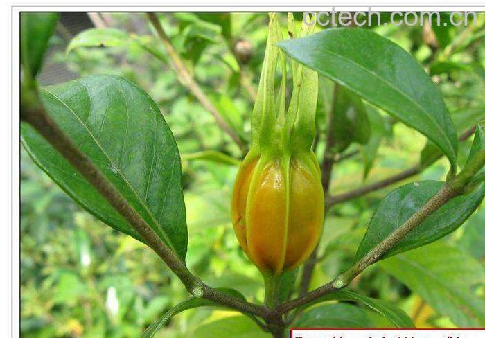 果蔬百科枳鹤-0