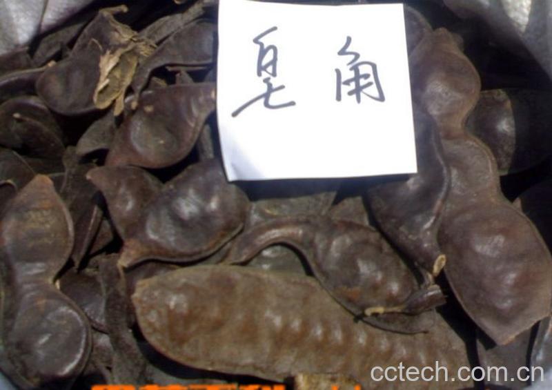 果蔬百科皂角-0