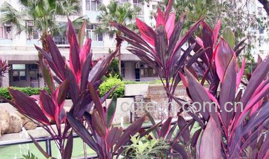 果蔬百科铁树花的药用价值-0