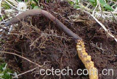 果蔬百科仙灵脾功效与作用-0