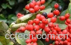 果蔬百科郁李仁的功效与作用-0