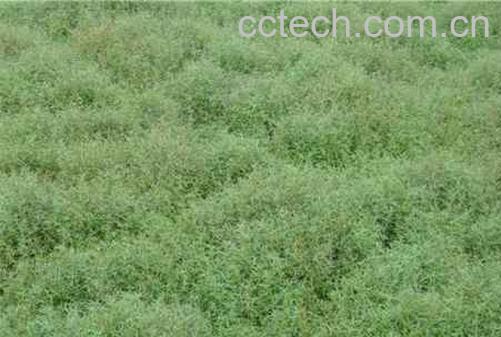 果蔬百科白花蛇草-0