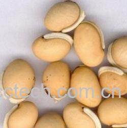 果蔬百科白扁豆-0