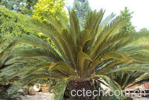 果蔬百科铁树花的功效与作用-0