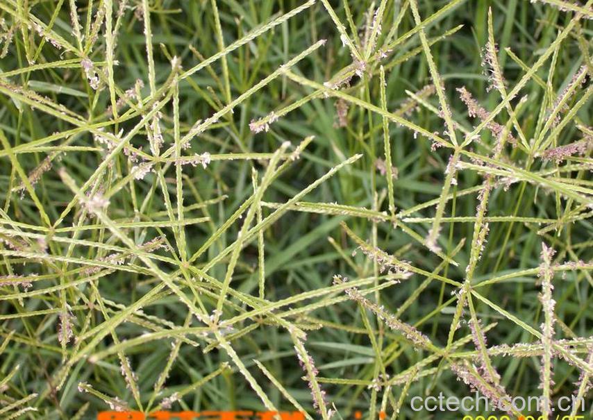 果蔬百科牛筋草-0