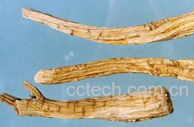 果蔬百科鹿角胶的功效与作用-0