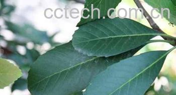 果蔬百科枇杷叶的功效-0