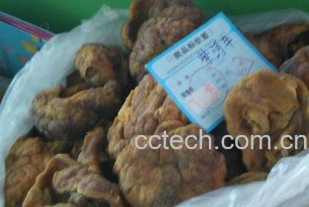 果蔬百科紫河车-0