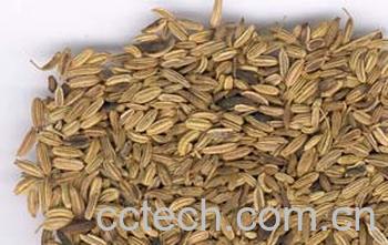 果蔬百科小茴香的功效与作用-0