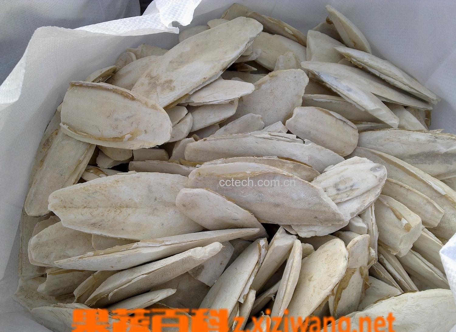 果蔬百科海螵蛸-0