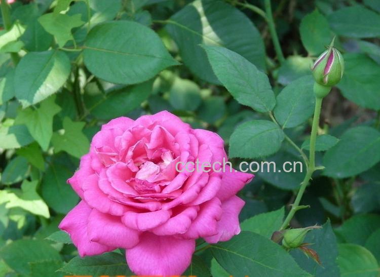 果蔬百科月季花-0