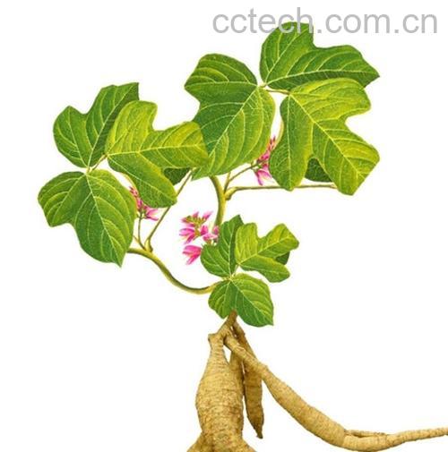 果蔬百科葛根的作用-0