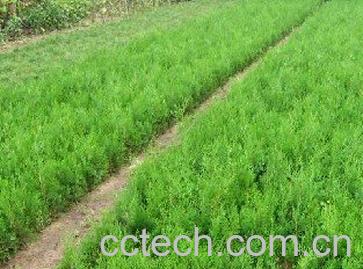 果蔬百科侧柏叶-0