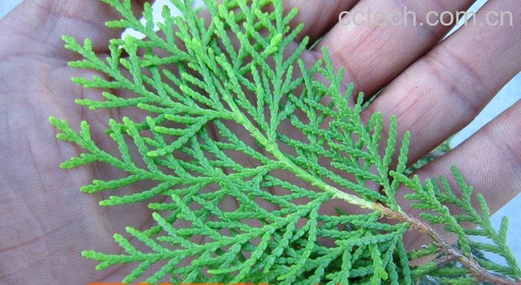 果蔬百科侧柏叶对脱发的功效-0