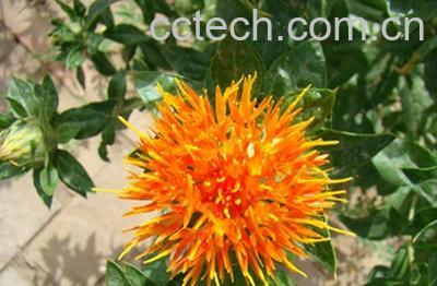 果蔬百科藏红花-0