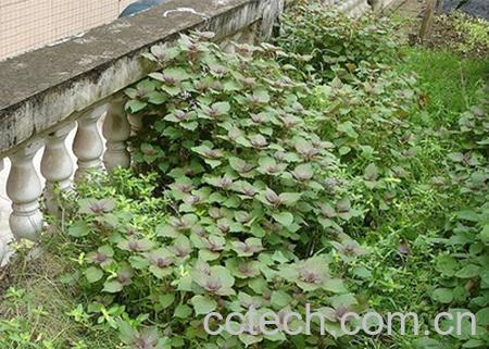 果蔬百科防风的功效与作用-0