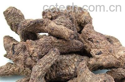 果蔬百科生地黄-0