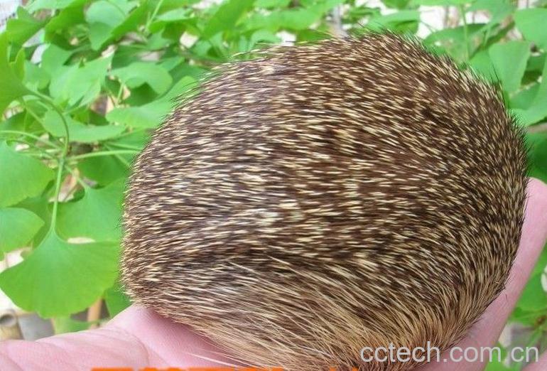 果蔬百科麝香-0