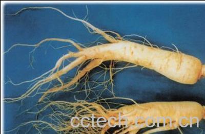 果蔬百科花旗参-0