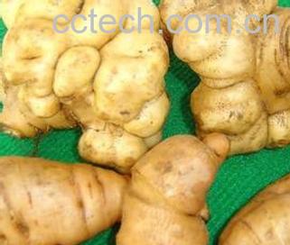 果蔬百科生地黄的功效与作用-0