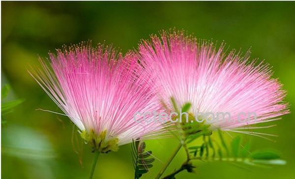 果蔬百科合欢花-0