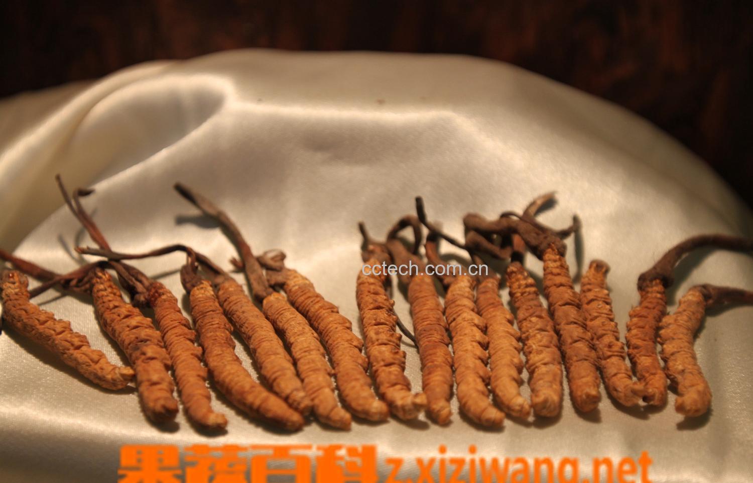 果蔬百科冬虫夏草泡酒的功效-0