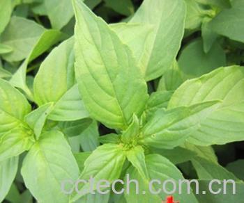 果蔬百科荆芥穗-0