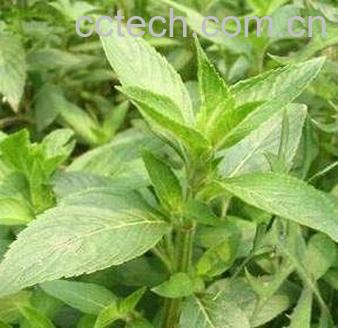 果蔬百科荆芥-0