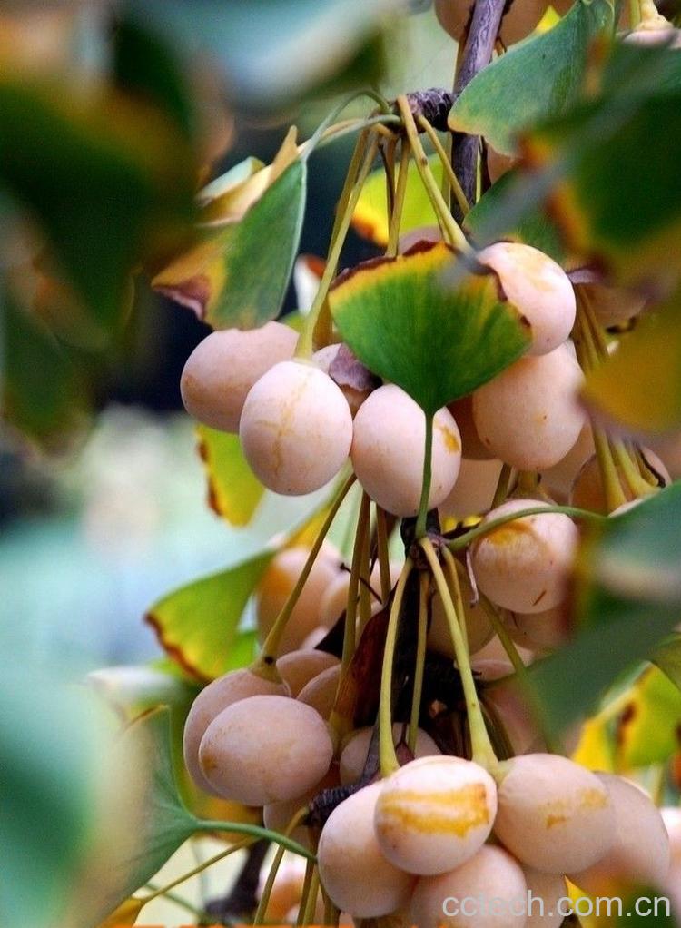 果蔬百科白果的-0