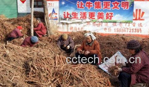 果蔬百科紫丹参-0