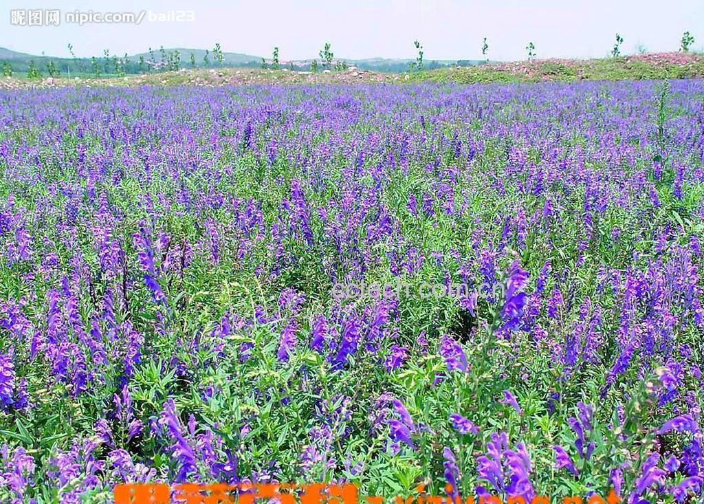 果蔬百科黄芩-0