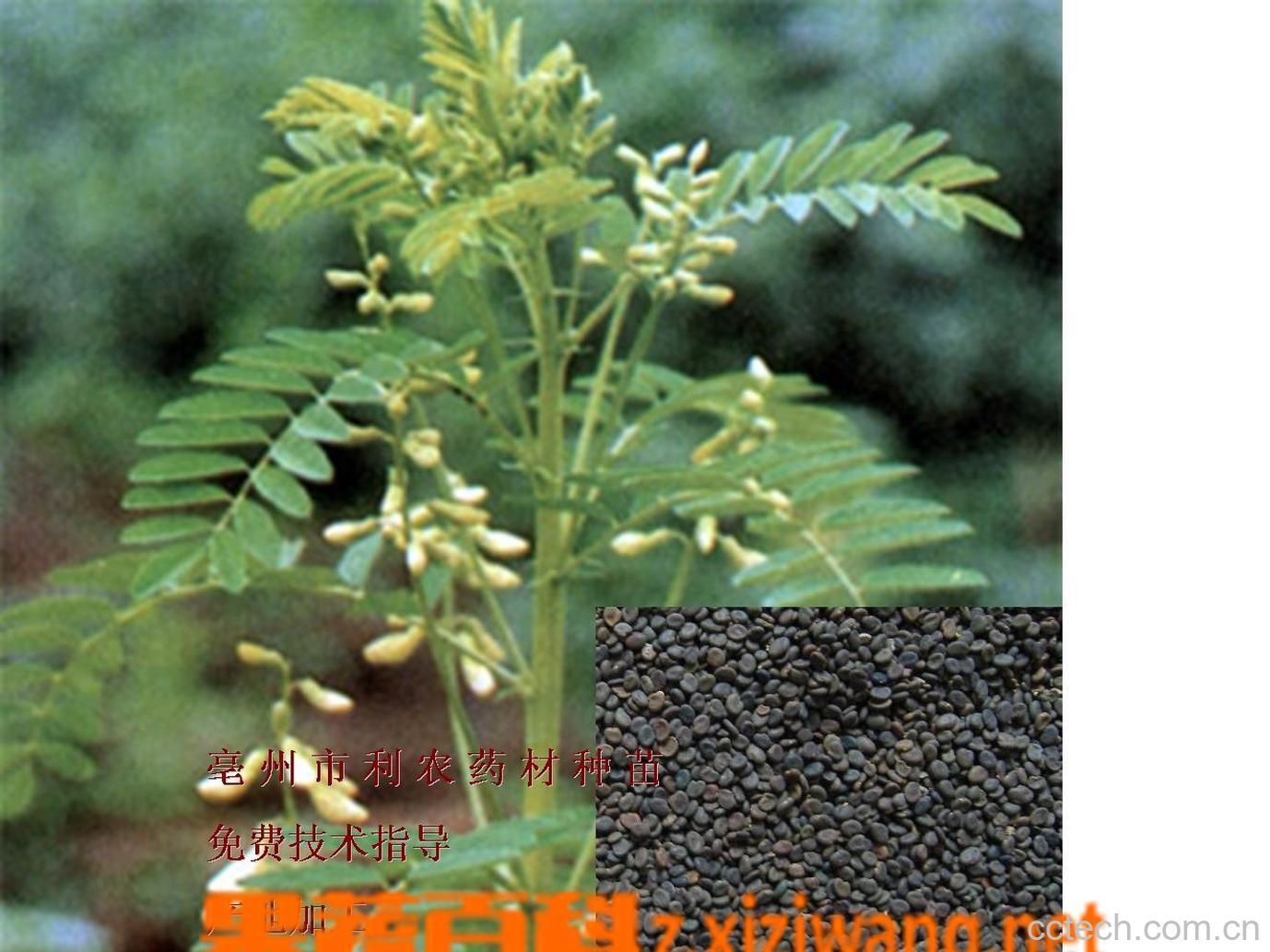 果蔬百科黄芪-0