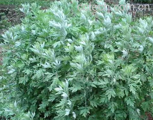 果蔬百科艾草-0