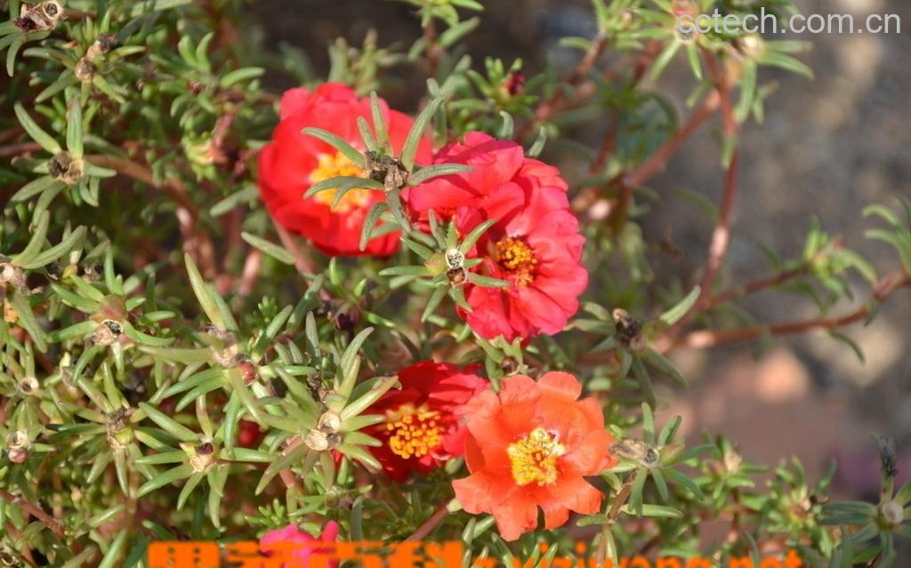 果蔬百科半枝莲-0