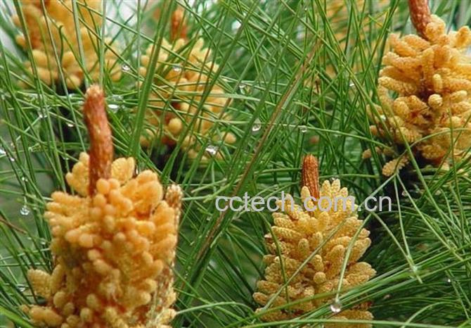 果蔬百科松花粉-0